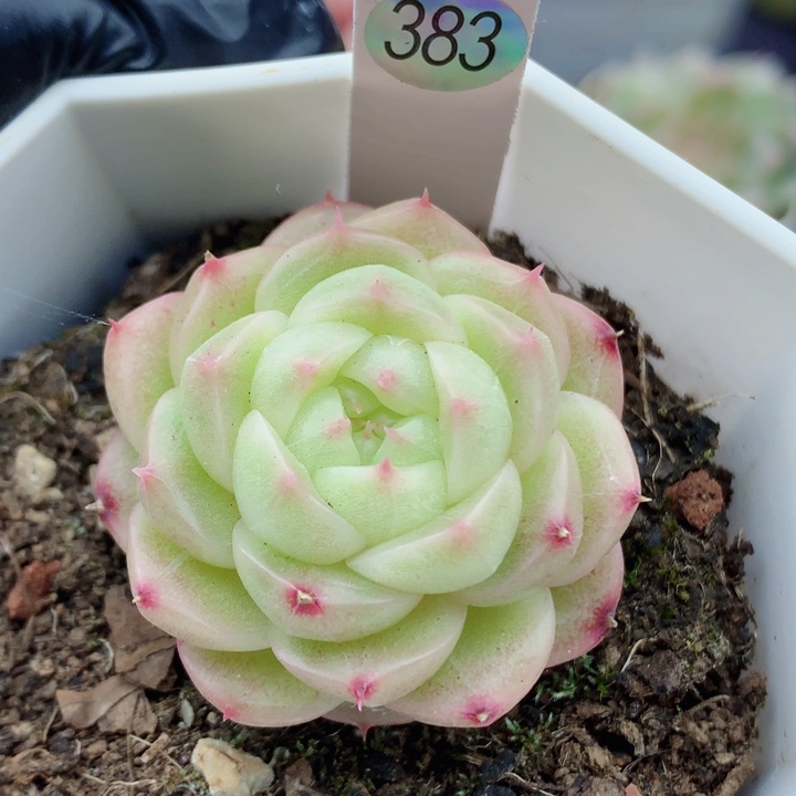 麦秆58包邮  群生不包整383