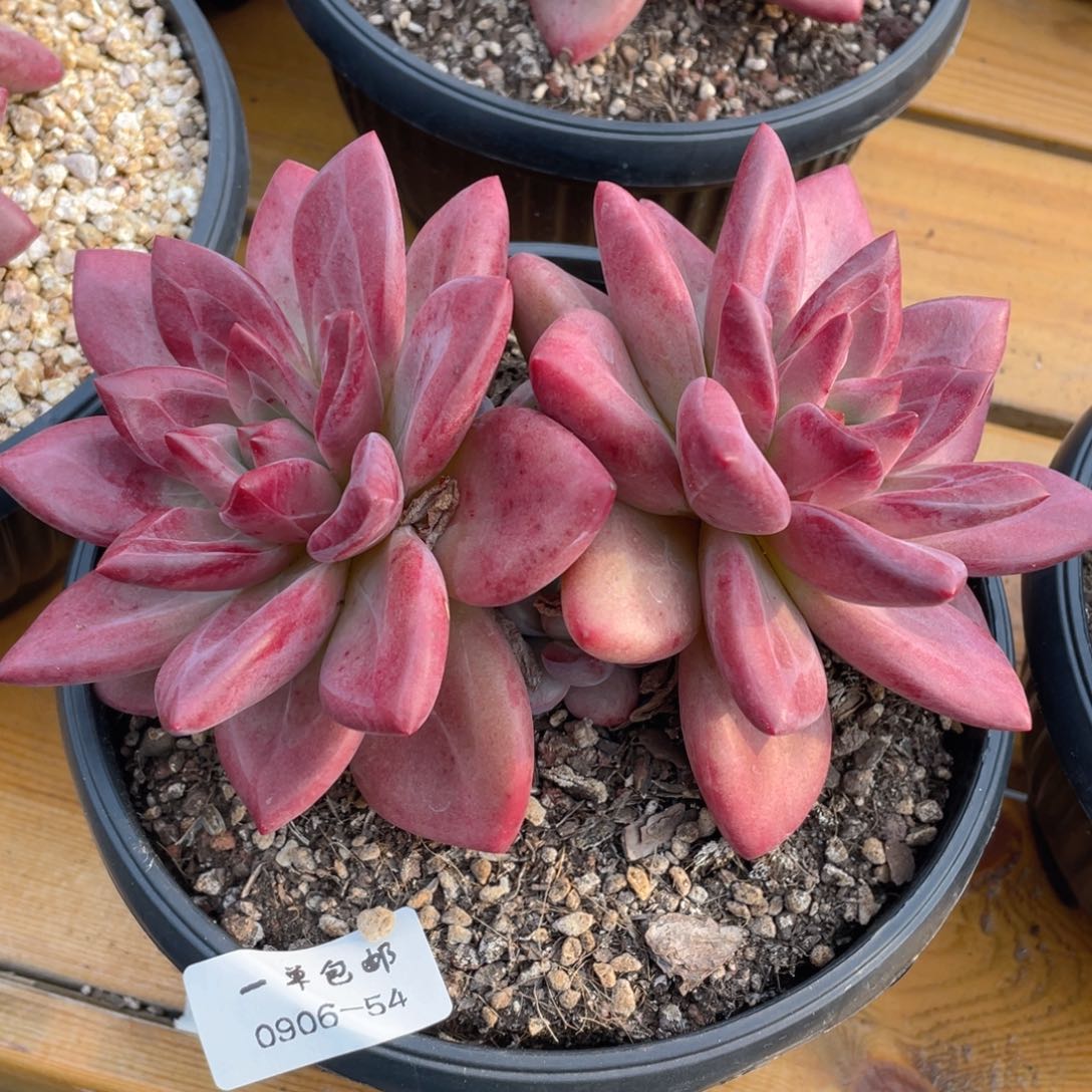 0906-54-赫菲斯托。。。。。。