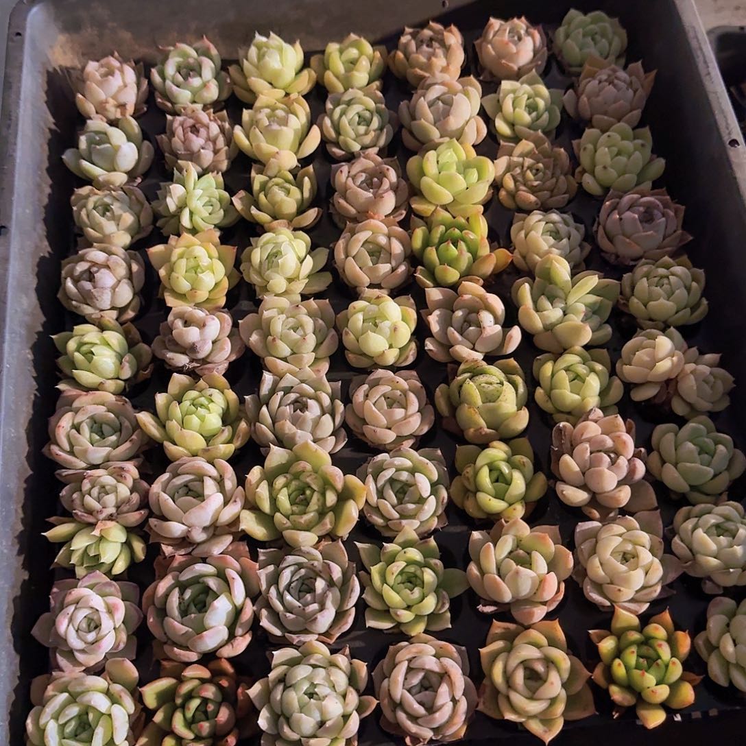 直播福利一物一拍165