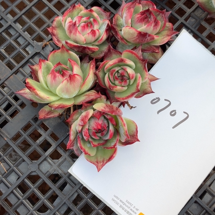 重***始多肉植物惊鸿仙子