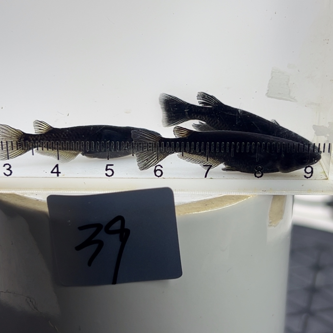 青鳉鱼39。       
