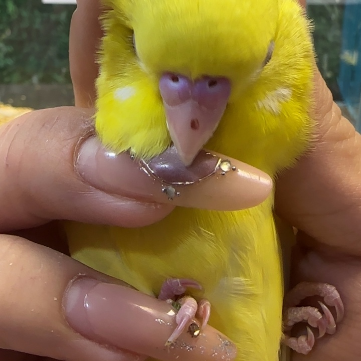 虎皮鹦鹉大头虎皮鹦鹉