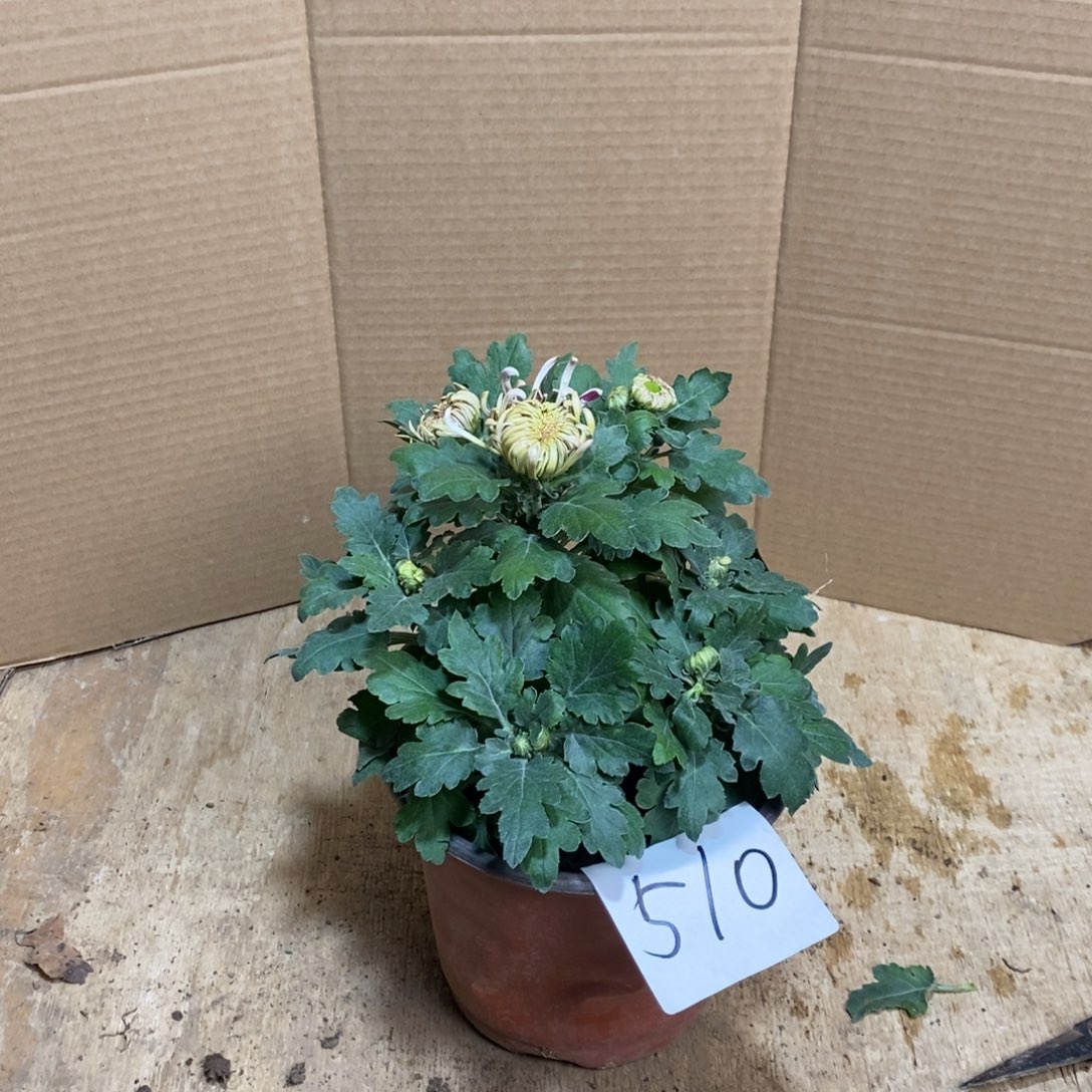 完全开放000000510