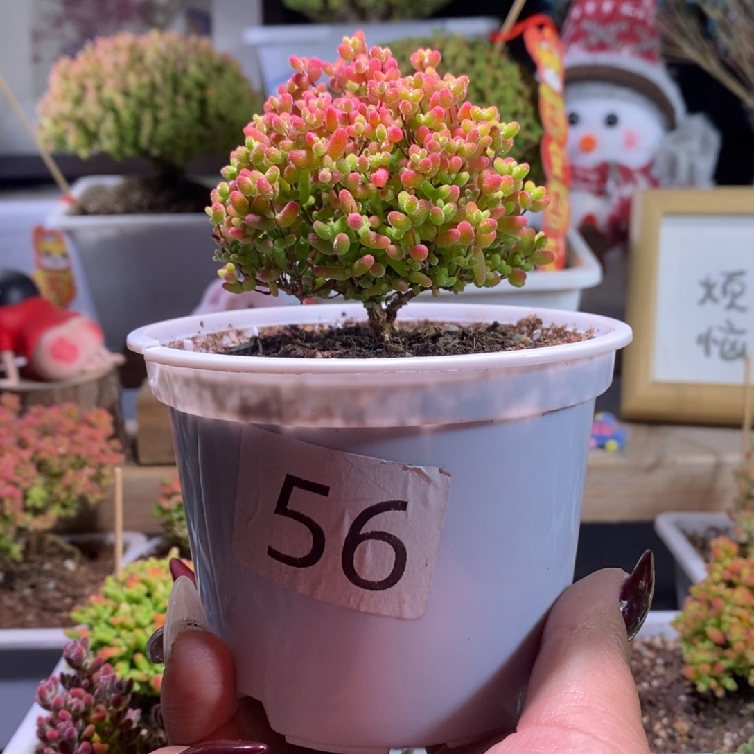 蜜橘一物一拍带盆土发货
