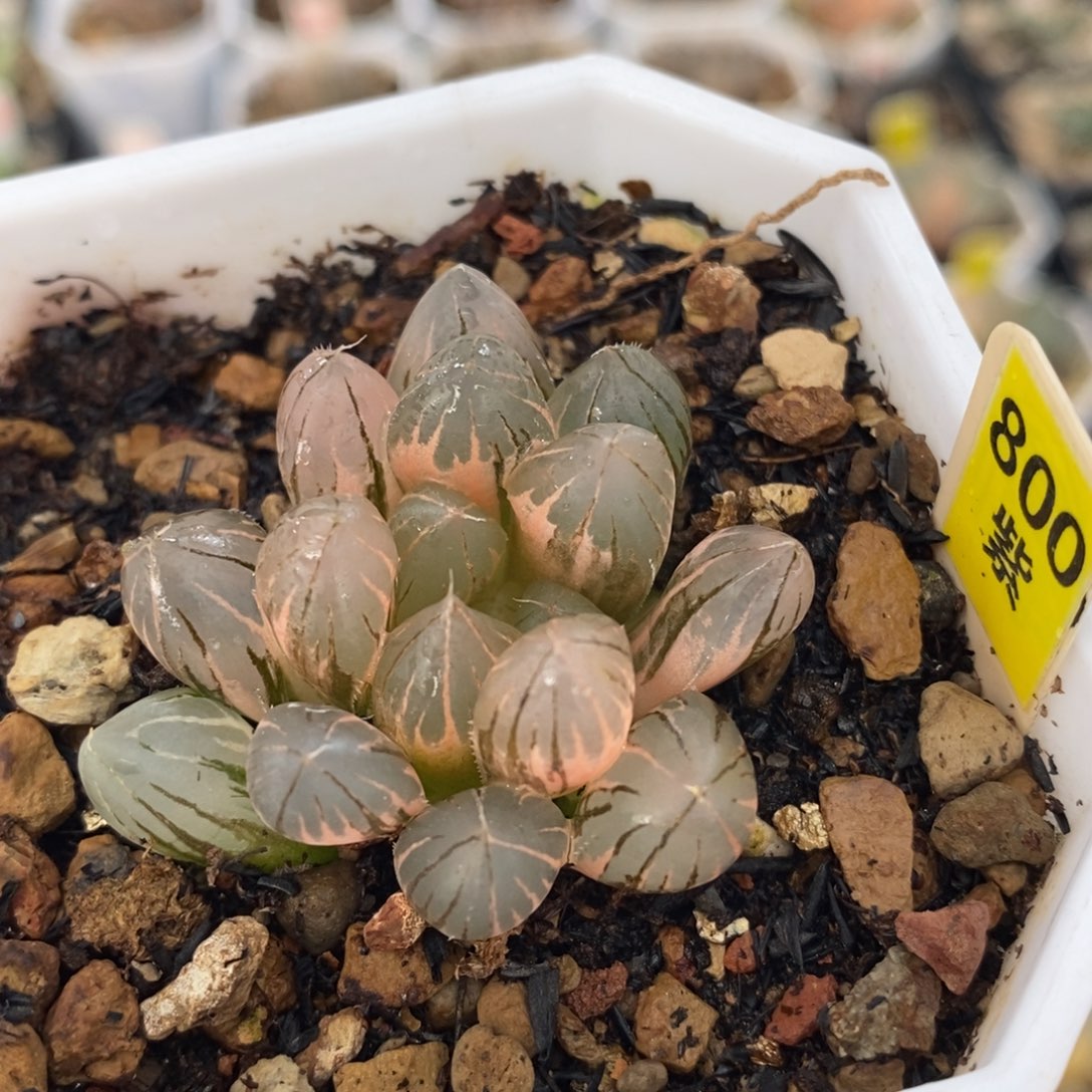 不开花植物800霓虹灯