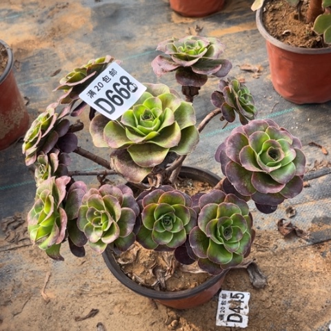 668枚金玫瑰不包断枝