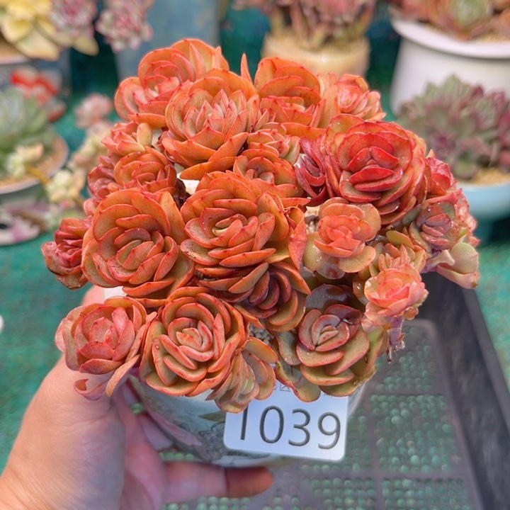 大1039，vzvzccvgvvv