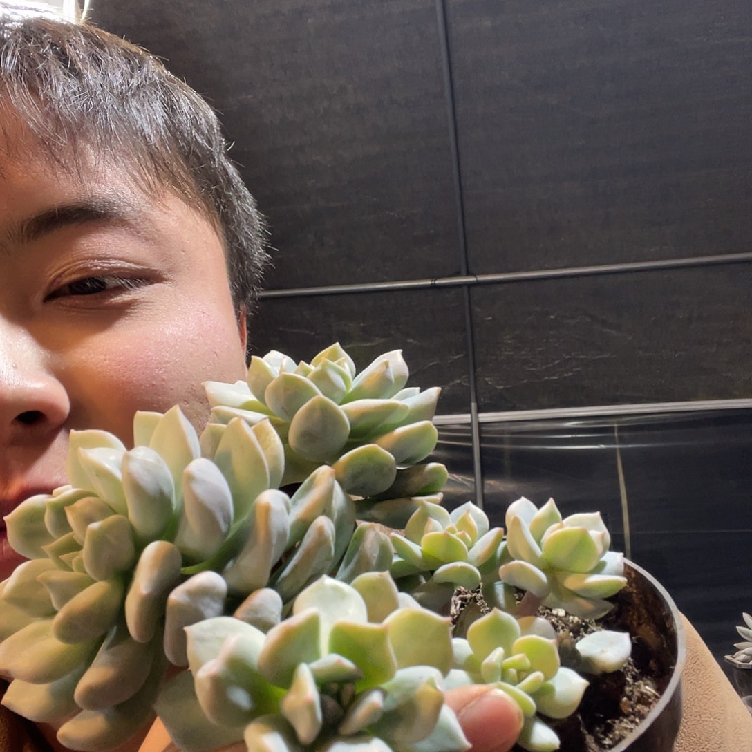 超奶满20包邮脱土发货