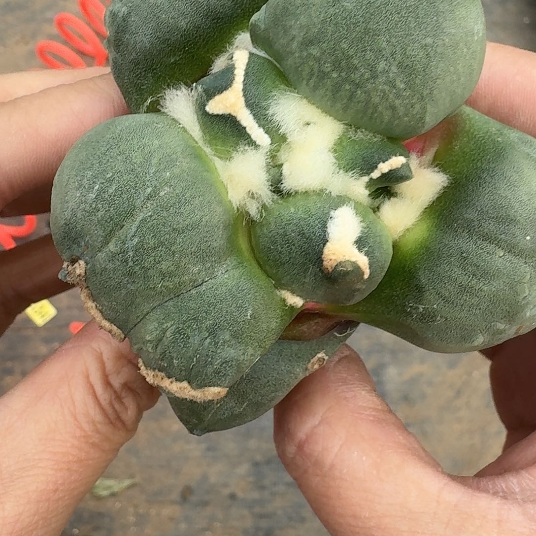 大量花朵（建议范围：8朵-15朵 或40%以上）达摩蛋尤264