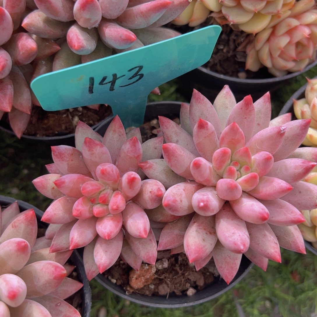 香玉等多种名贵的产品和