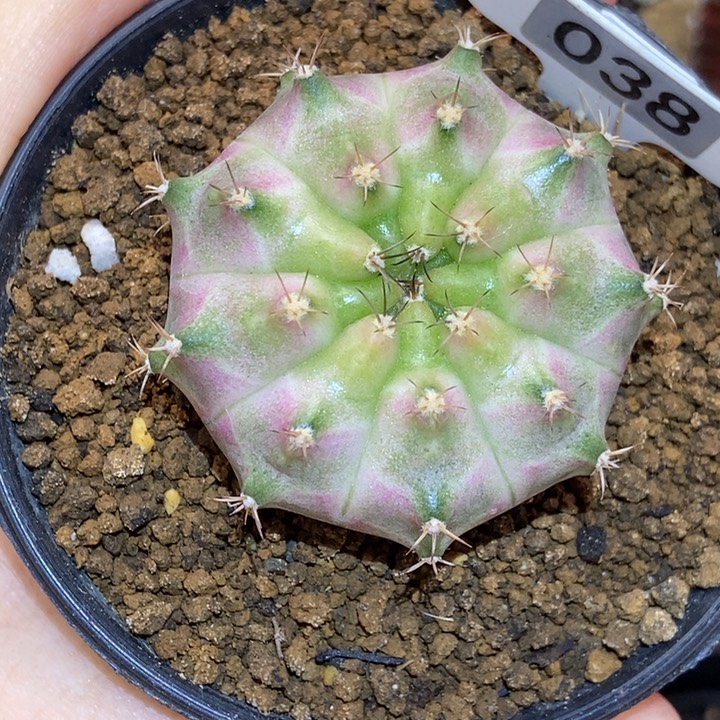 白轮回 米哈仙人球