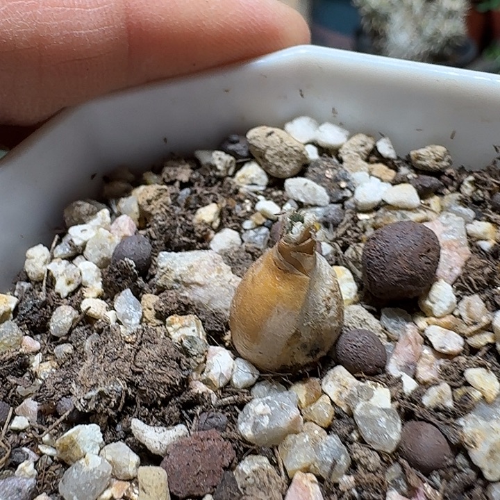 924刺叶灯台百合脱土发货