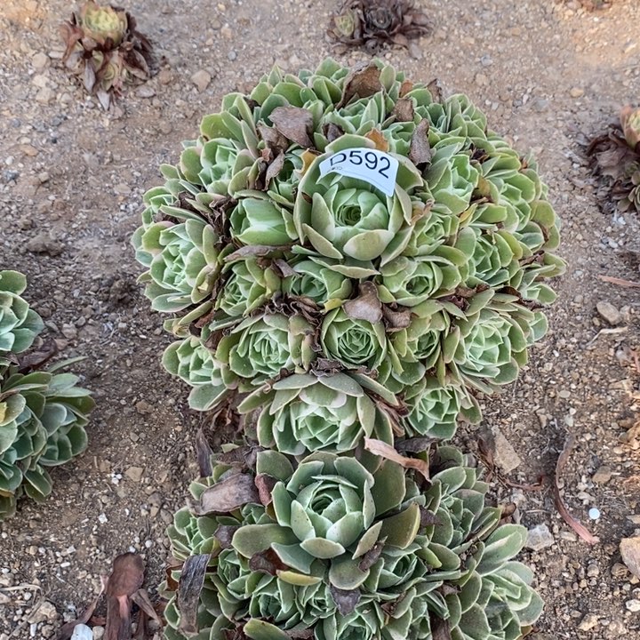 蔓***姐592女妖多肉植物大事
