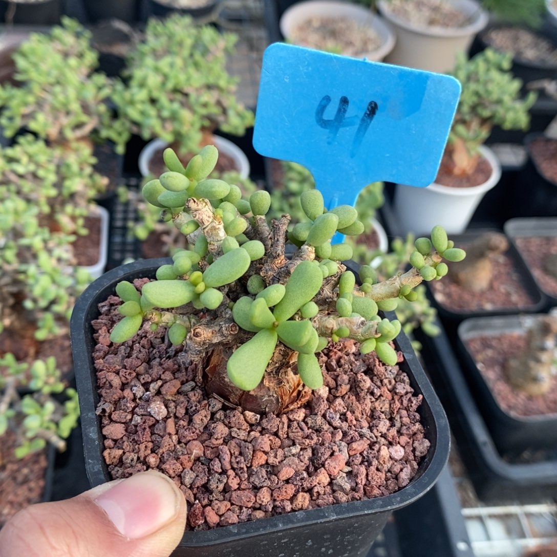 延寿城多肉植物一个