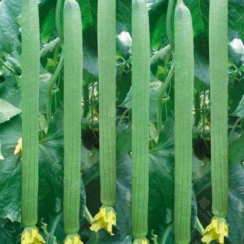 长香丝瓜种子蔬菜种子大全春播精选品种从春天吃到秋天高产丝瓜籽