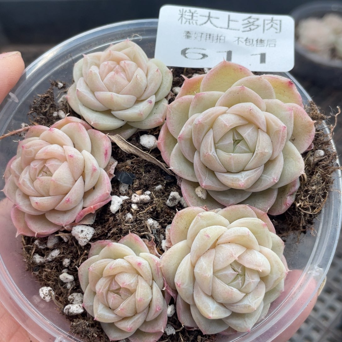 糕大上多肉植物611