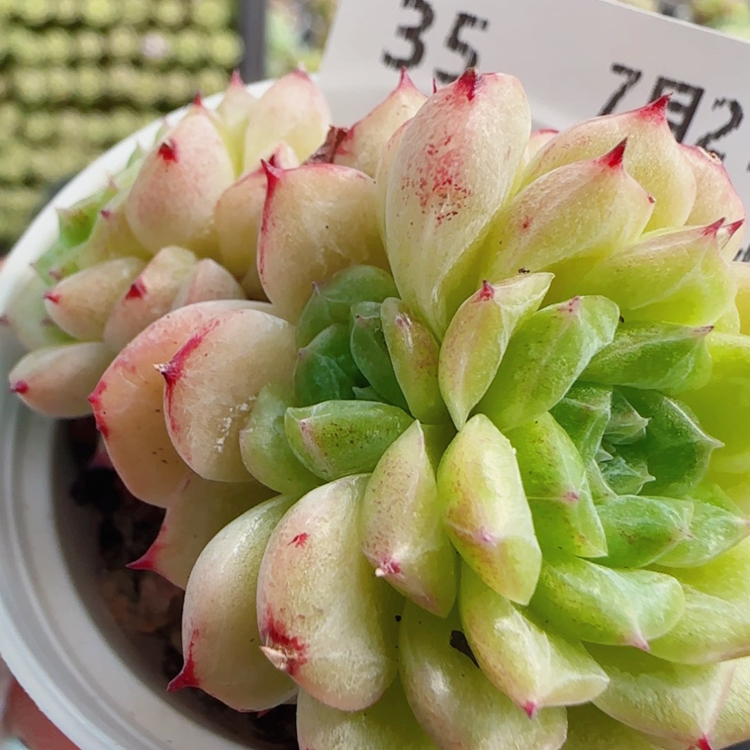 花语逸镜0721-35散