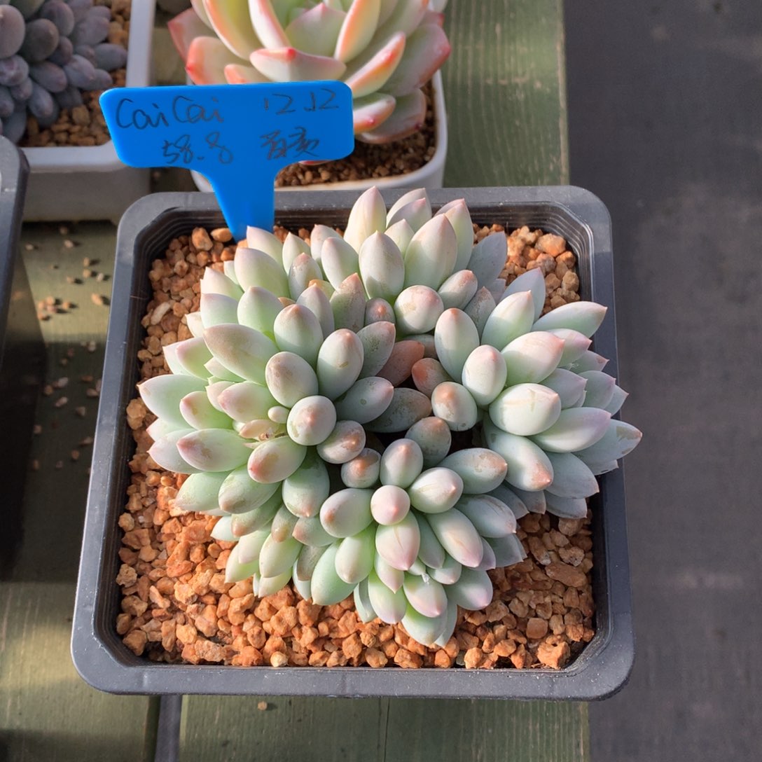 Ｃ***ī我们家的小仙女们