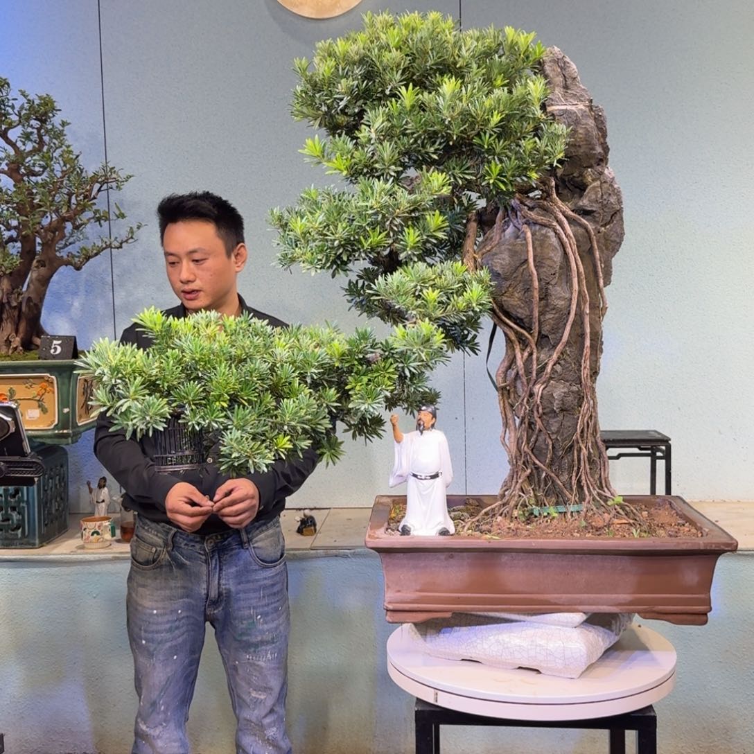 雨***无花朵贵妃罗汉松盆景