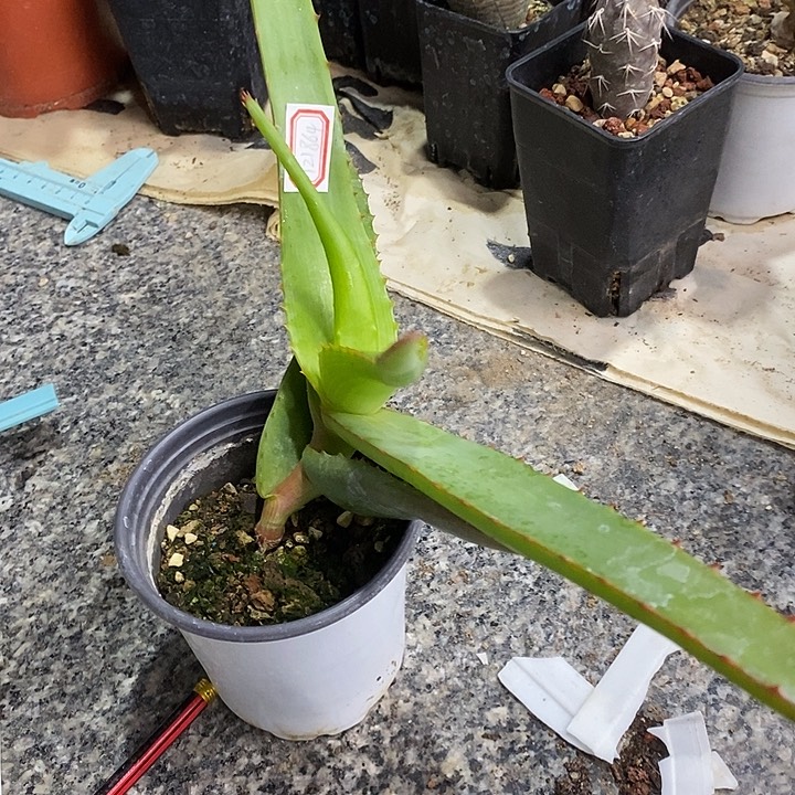 完美主义者勿拍范巴伦121864