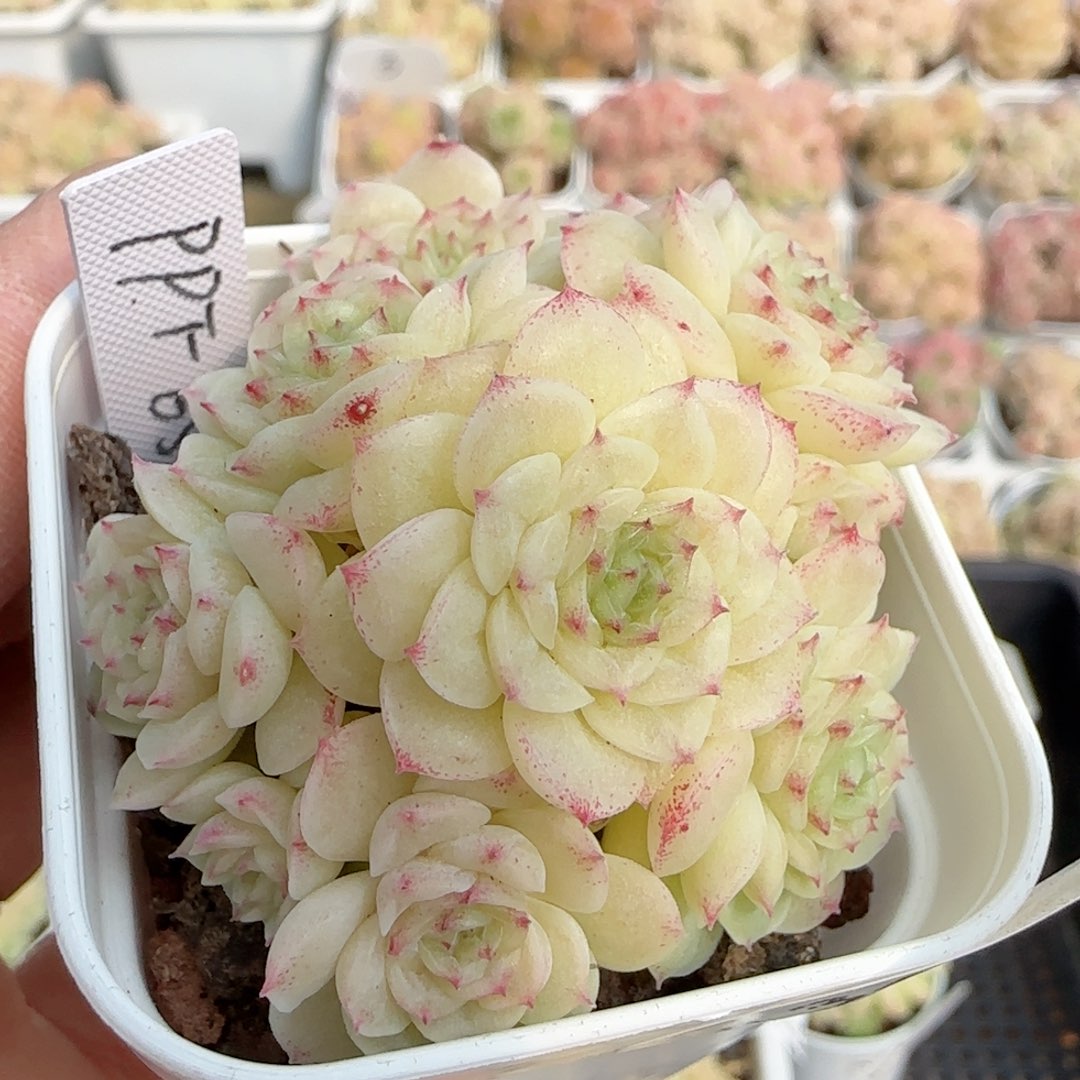 原****啊【闪购商品】0218-134（ppt-65-2）