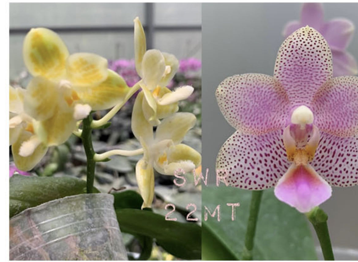 2.5寸 SWR22MT-抽梗苗 少根叶瑕  原生蝴蝶兰花