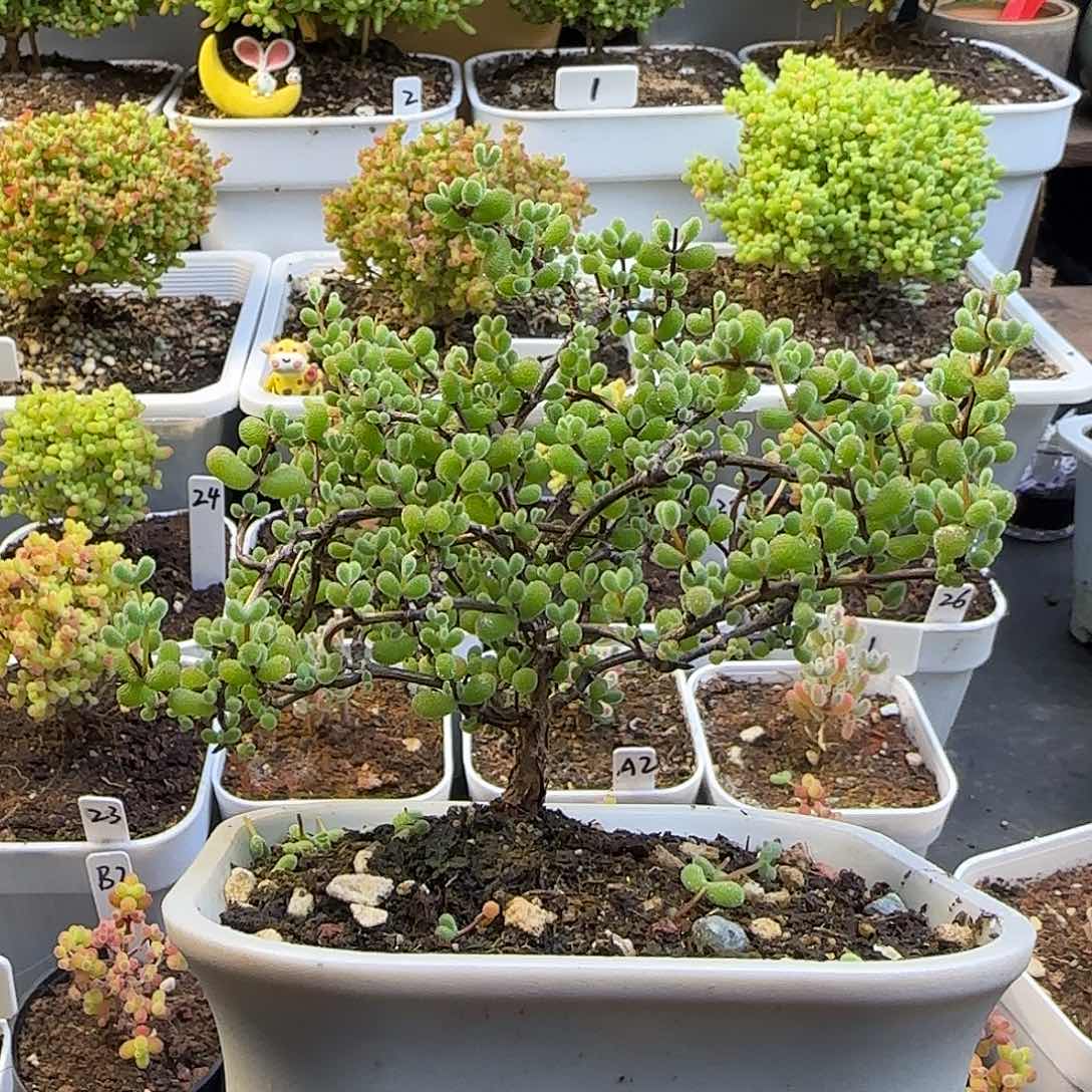 翡翠枝干番杏。。。。