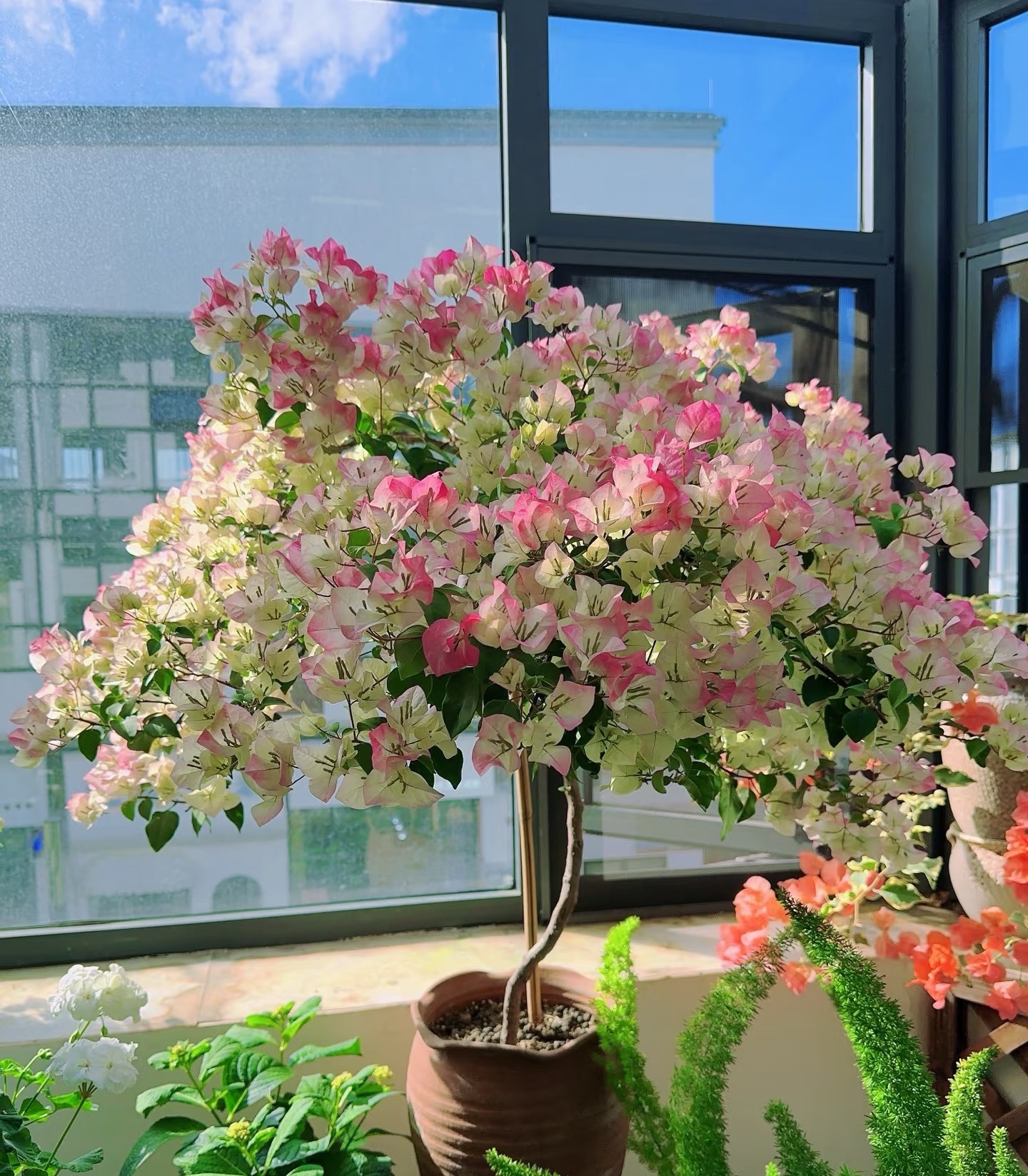 【绿叶樱花-0.5加仑】 勤花渐变粉白色系观赏三角梅