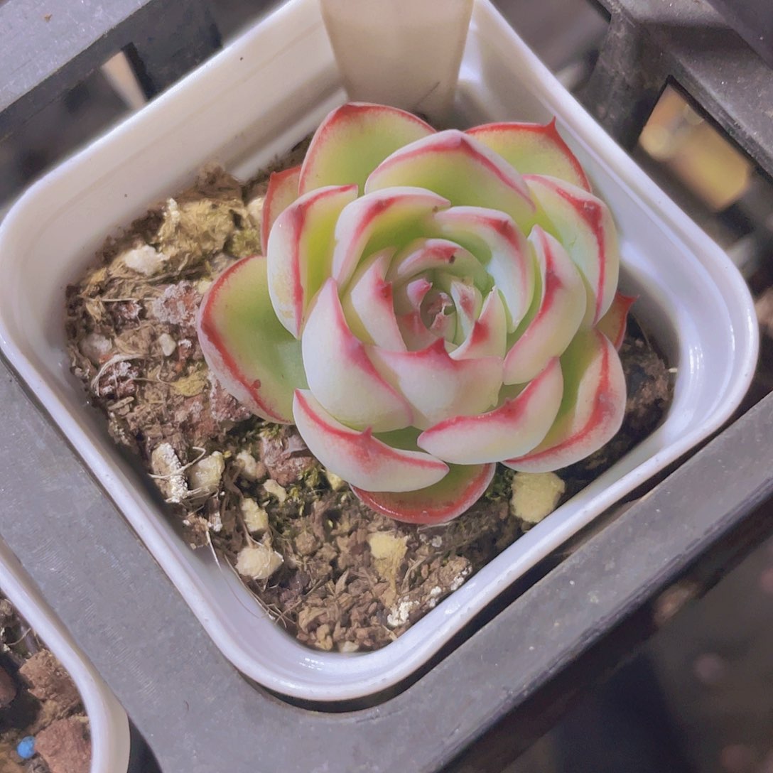 勾魂仙子e028一物一拍