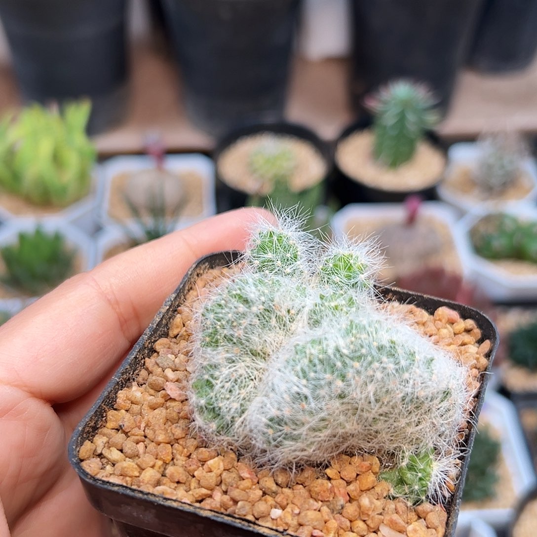 芳香丸缀化一颗一颗