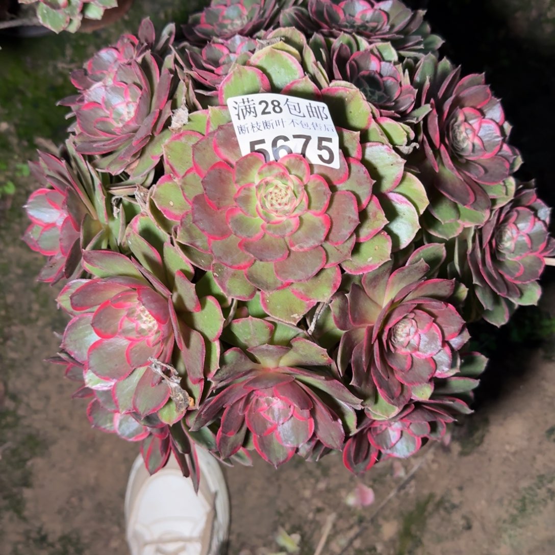 5675花妖多肉植物