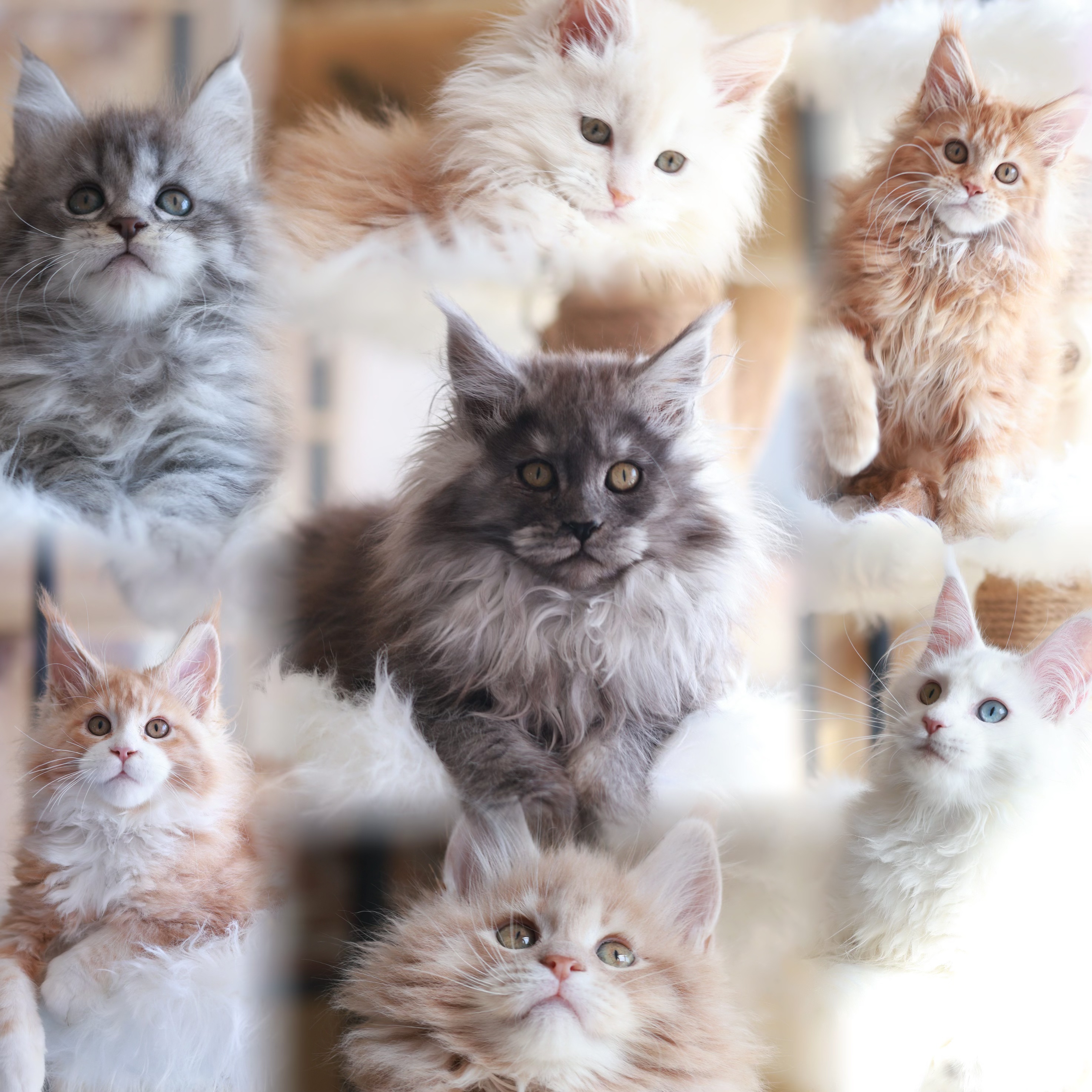 Cat Valley缅因猫舍 纯种缅因猫 猫咪活体链接