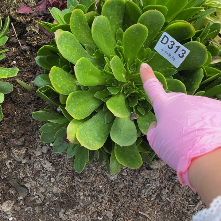 313绿羊掐心多肉法师不包断枝