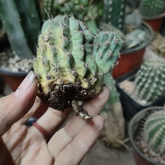 仙人球丽花红喉侧芽瑕疵