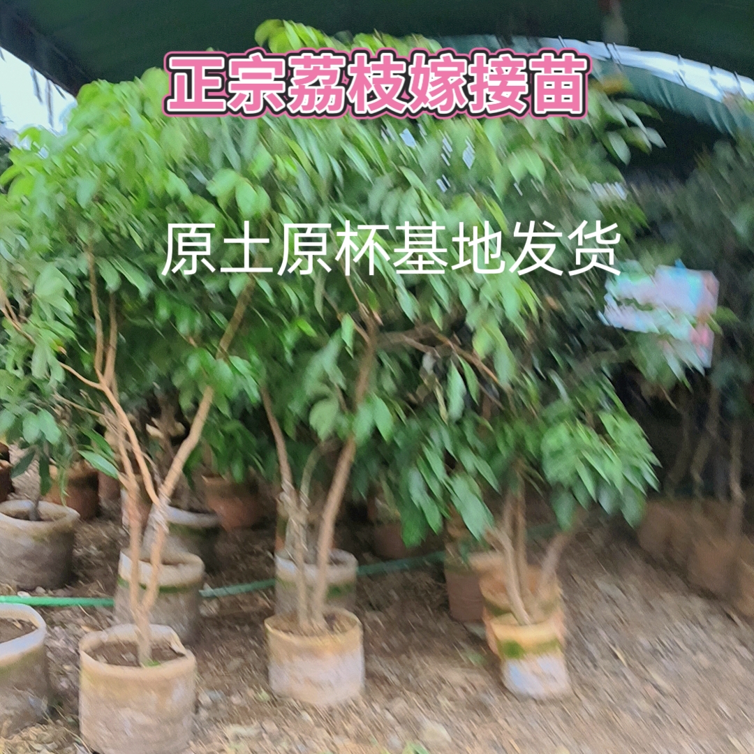 广西灵山荔枝正宗果苗，早种早实现荔枝自由。