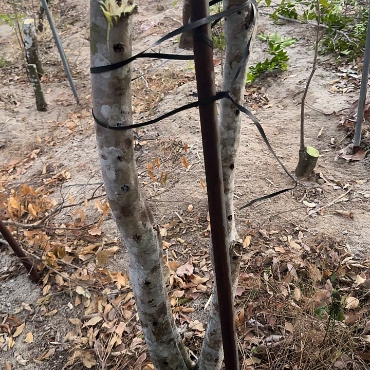 木质纯铜蓝香品种