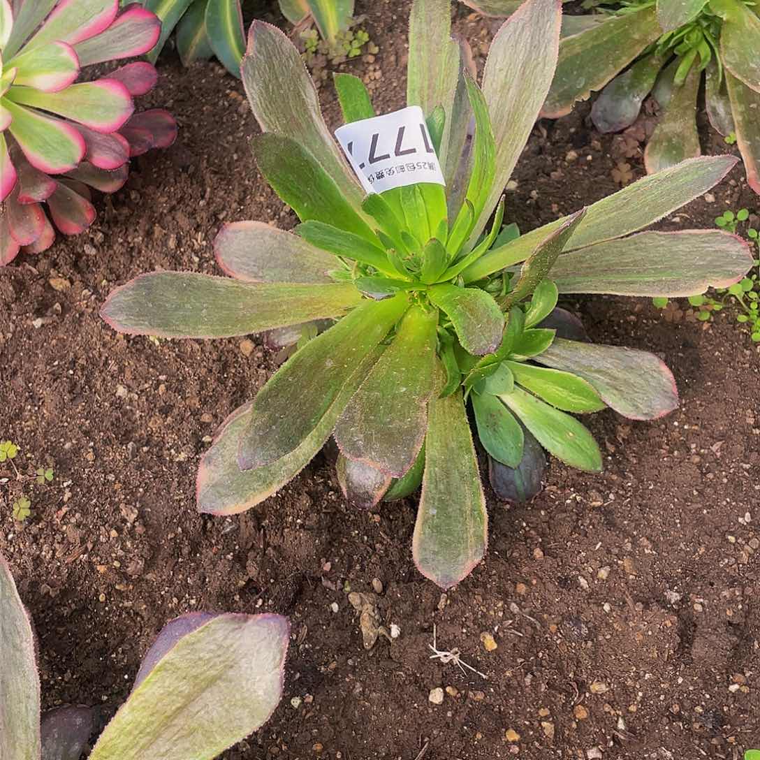 1777恶魔之吻多肉植物