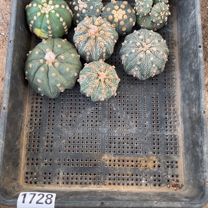 自根兜兜仙人球1728号