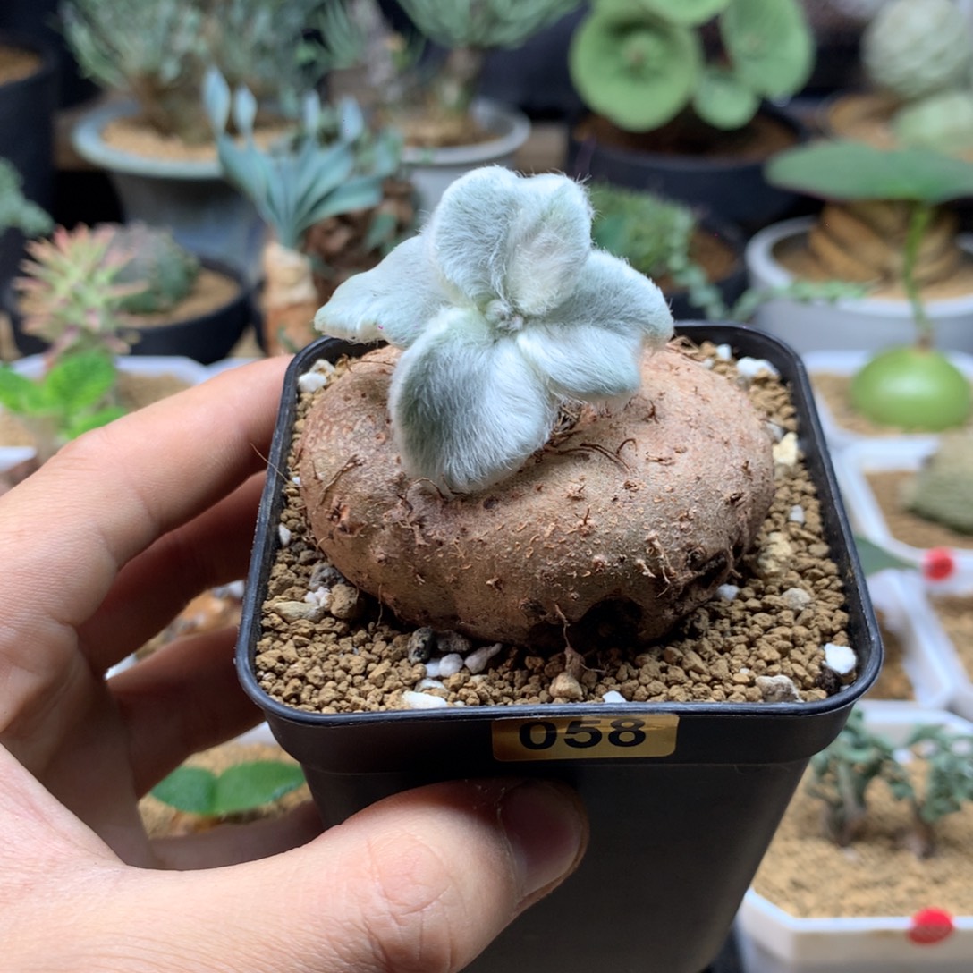 橙****断崖女王带盆058多肉