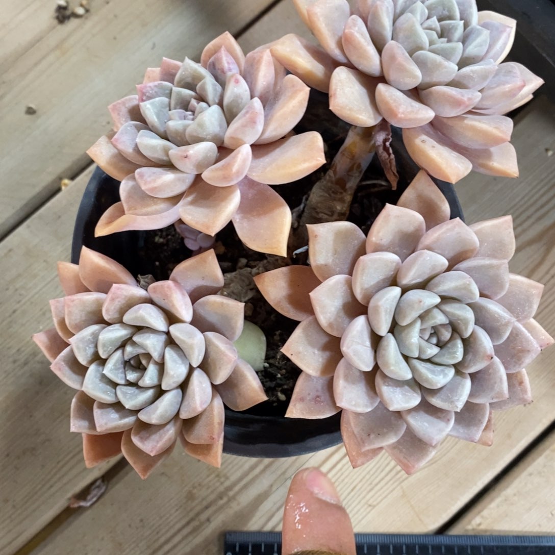 自助下单一物一拍_多肉