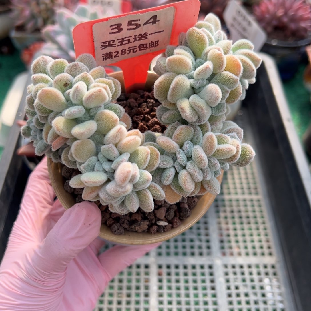表妹精品多肉植物354.