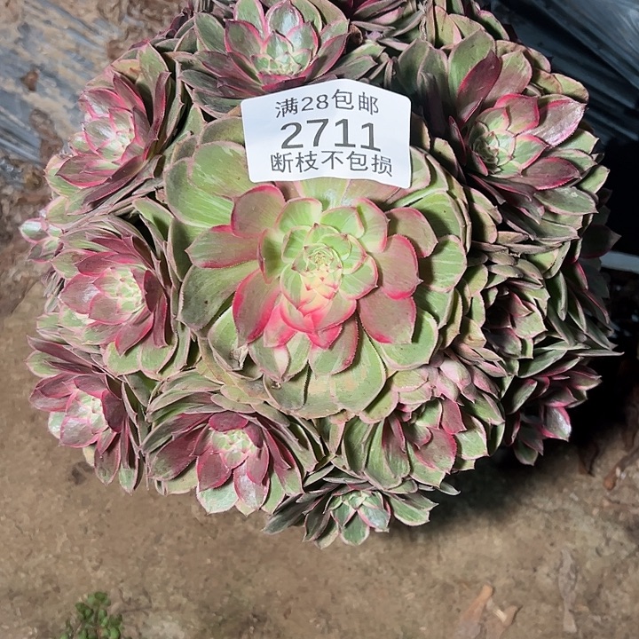 2711孔雀翎多肉植物