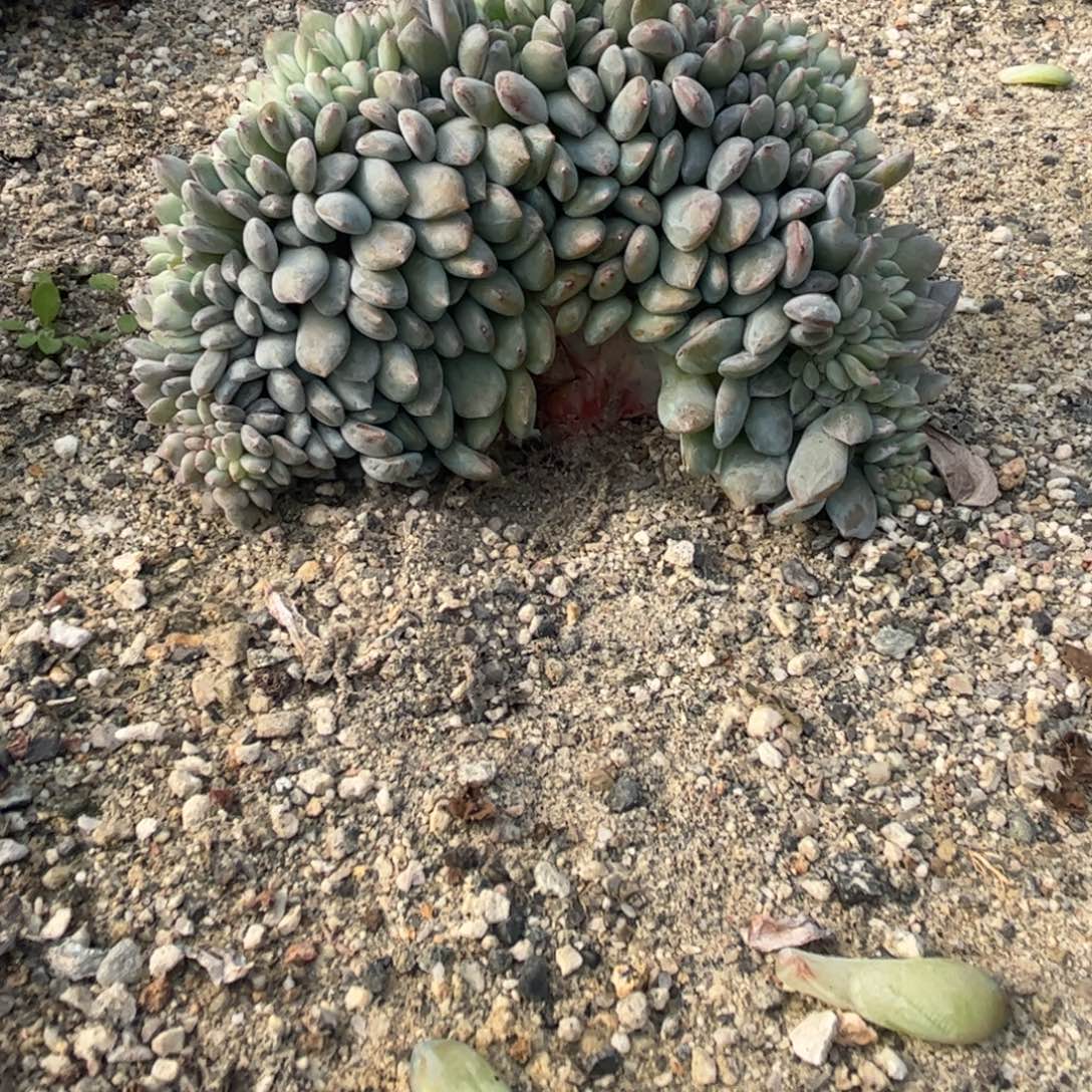 逼***机b987多肉多肉多肉多肉