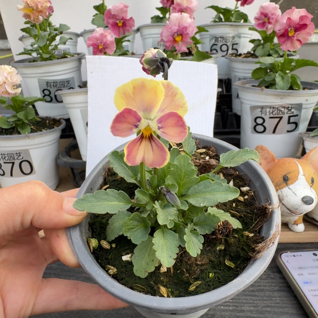 无花朵917号角堇