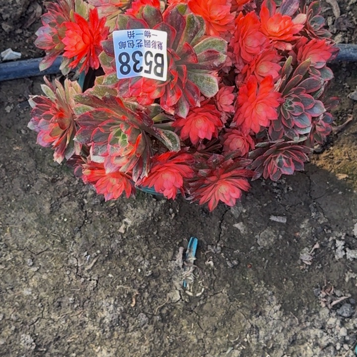 黑魔锦花30-41包邮花花