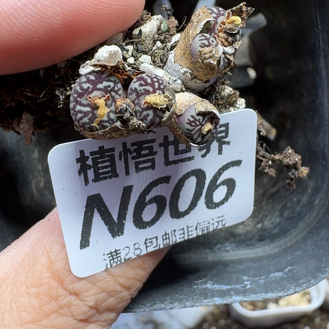 多肉植物的人生rhjjn