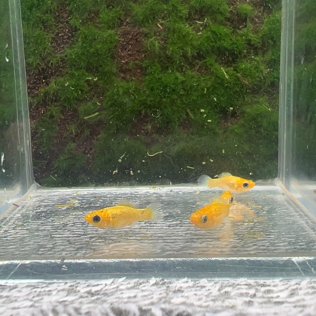 黑玛丽鱼黄金鱼苗4条。