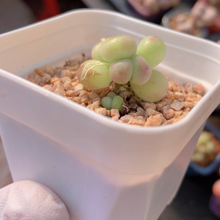 056 萤火虫 青柠 炸裂 1+1 木质