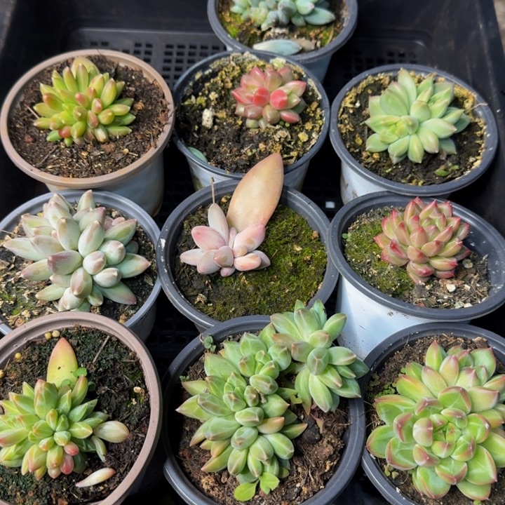 2541多肉植物一物一拍