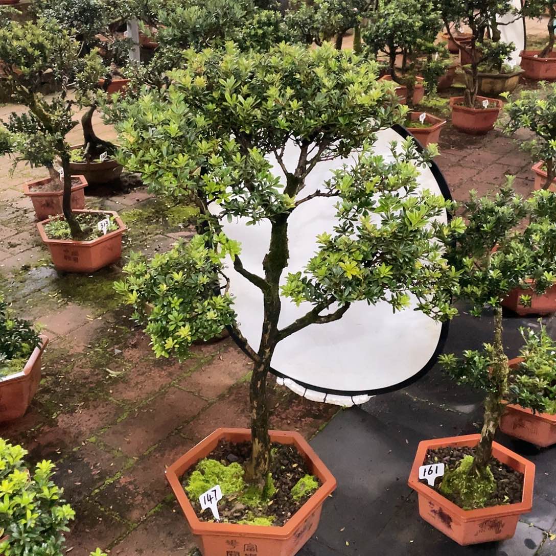 G***马以实际为准罗汉松珍珠147带盆